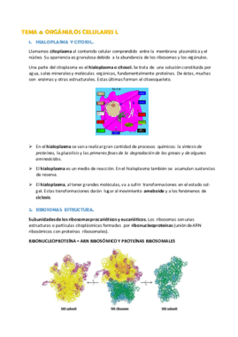 TEMA 4.- LOS ORGÁNULOS CELULARES.pdf