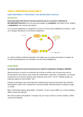TEMA 5.- LOS ORGÁNULOS CELULARES II.pdf
