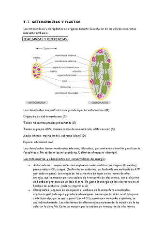 T.7.-mitocondria-y-cloroplasto.pdf