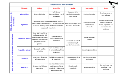 Musculatura masticadora.pdf