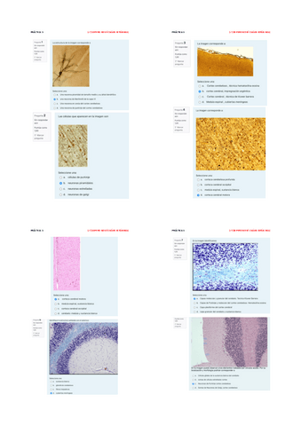 Todos-los-cuestionarios.pdf
