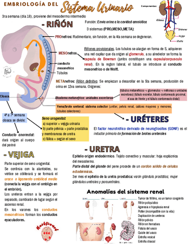 Sistema-Urinario.pdf