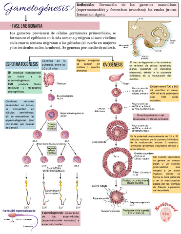 Gametogenesis.pdf