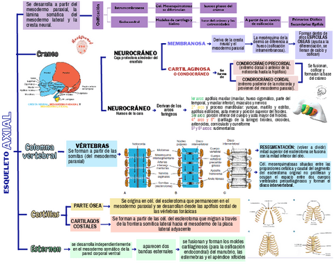 Esqueleto-axial.pdf