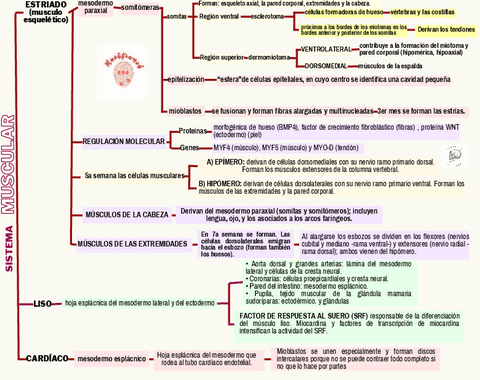 Sistema-muscular.pdf