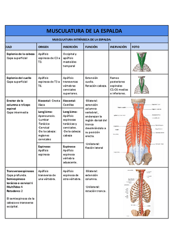 Musculatura-espalda-y-cuello.pdf