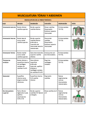 Musculatura-torax-y-abdomen.pdf