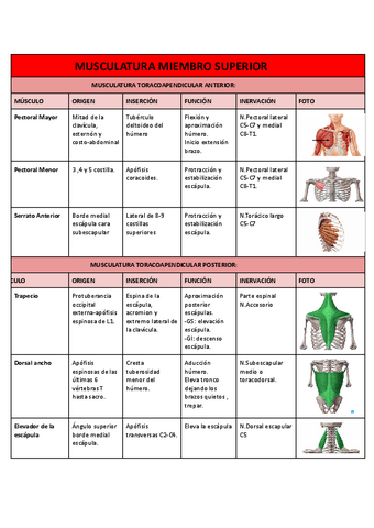 Musculatura-miembro-superior.pdf