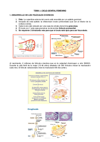 TEMA 1 OBSTETRICIA.pdf