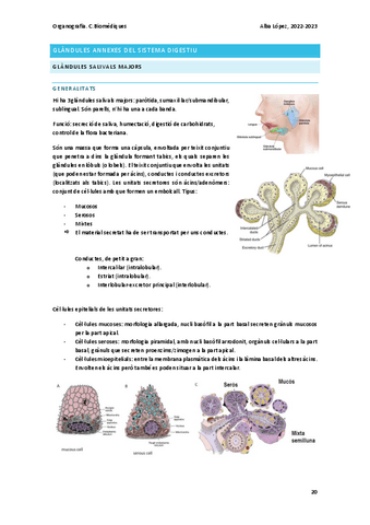 Tema-12-digestiu-glandules-annexes.pdf