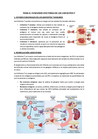 Tema 8.-Funciones efectoras linfocitos T.pdf