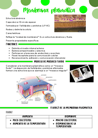 MEMBRANA-PLASMATICA.pdf