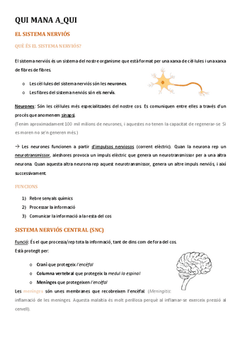 El-sistema-nervios.pdf