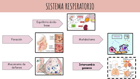 Epitelios-Sistema-Resipatorio.pdf