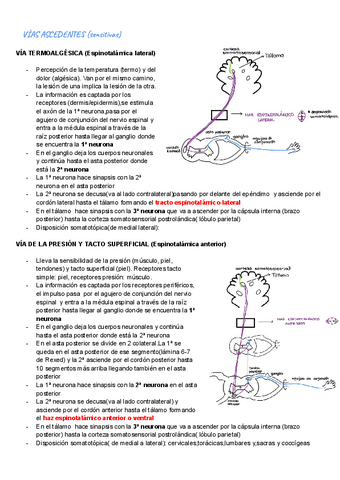 vias-neuroanatomia-y-pares-craneales.pdf