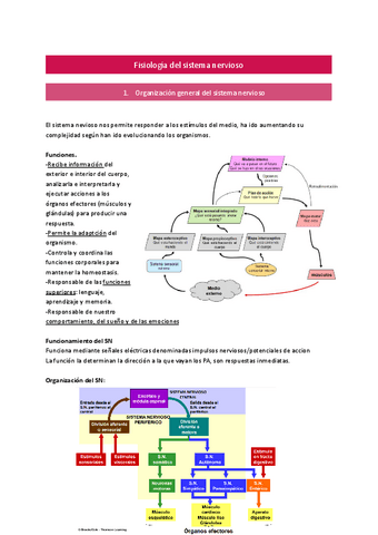 Sistema-nervioso-Ana.pdf