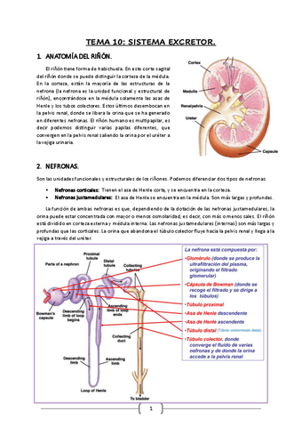 Fisiologia-Bloque-III-ultimos-temas.pdf