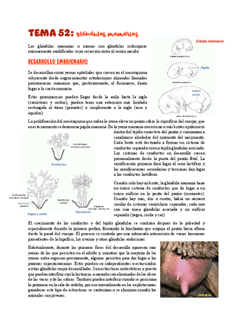 TEMA-52glandulas-mamarias.pdf