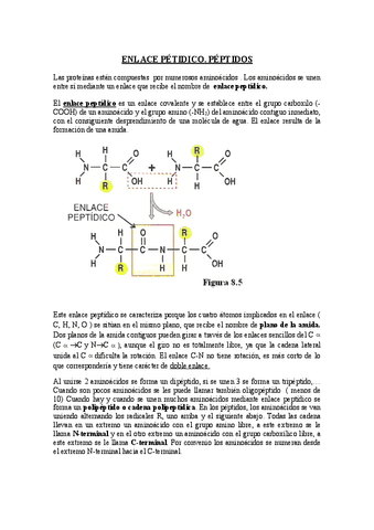 ENLACE-PEPTIDICO.pdf