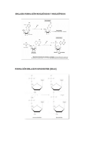 ENLACES-FORMACIAN-NUCLEASIDOS-Y-NUCLEATIDOS.pdf