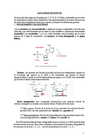 NUCLEATIDOS.pdf