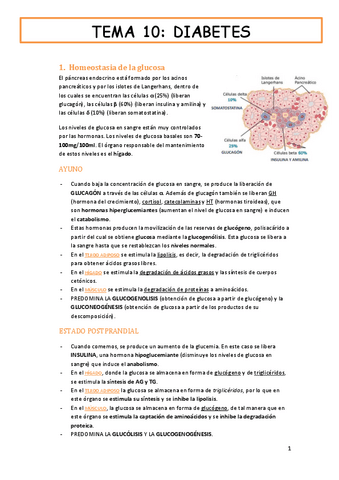 tema-10-fisiologia-DIABETES.pdf