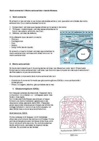 Teixit-connectiu-I.pdf