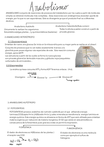 TEMA-12-ANABOLISMO.pdf