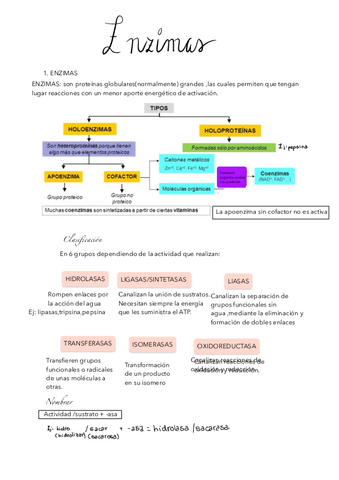 TEMA5-ENZIMAS.pdf