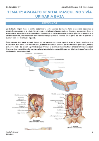 Tema-17-enf-rep-masc-via-urinaria-baja.pdf