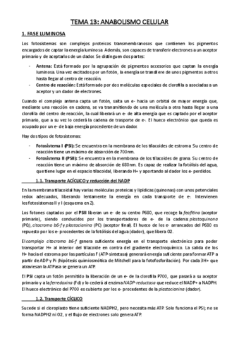 Resumen 13 - ANABOLISMO.pdf