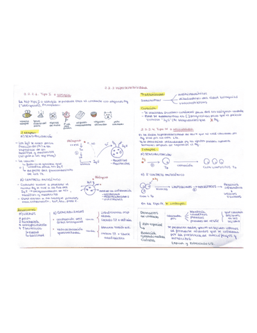 Hipersensibilidad-biologia-2-bach-tipo-II-y-IV.pdf
