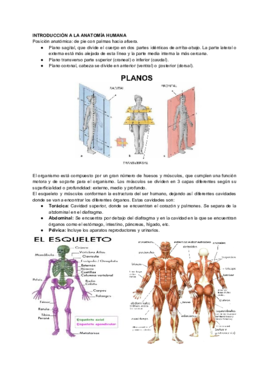 Práctica 1 Anatomía.pdf