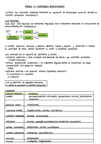 Tema-11.-Endocrino.pdf