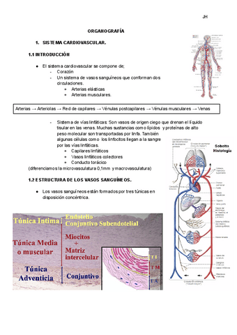 SISTEMA-CARDIOVASCULAR.pdf