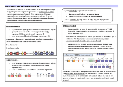 tema-6-bases-geneticas-del-Ac-esquemas.pdf