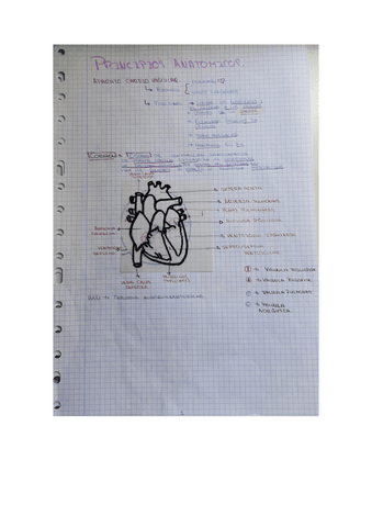 APARATO-CARDIO-VASCULAR.pdf
