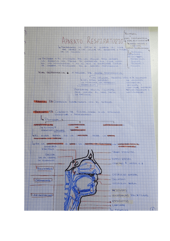 APARATO-RESPIRATORIO.pdf