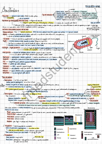 Bacterias-fmedstuden.pdf