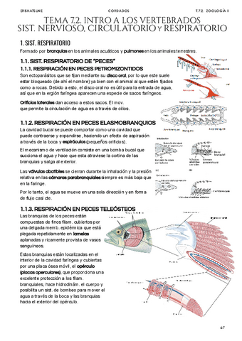 Tema-7-2-Intro-a-los-vertebrados.pdf