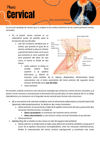 plexo-cervical.pdf