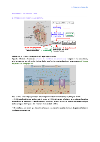 2.-Introduccio-a-lelectrocardiografia.pdf