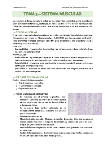 Apuntes-T3-Sistema-Muscular-Anatomia-del-Aparato-Locomotor.pdf