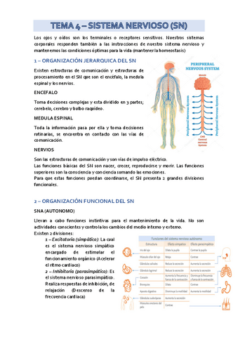 Apuntes-T4-Sistema-Nervioso-Anatomia-del-Aparato-Locomotor.pdf