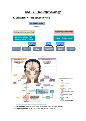 UNIT 5-NEUROPHYSIOLOGY.pdf