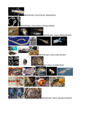 ZOO-CLASIFICACION-TAXONOMICA-T10-16.pdf