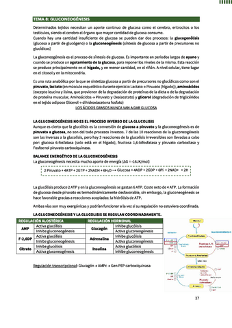 Gluconeogenesis.pdf
