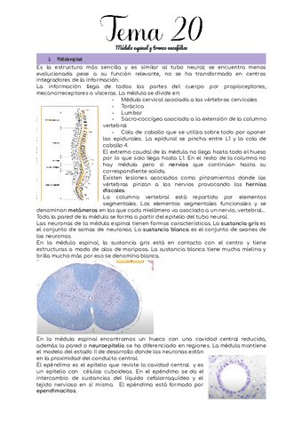 Tema-20.pdf