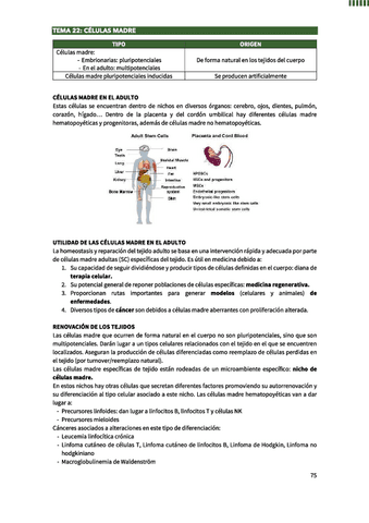 Celulas-Madre.pdf