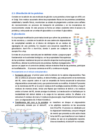 2.3.-Glicosilacion-de-las-proteinas.pdf